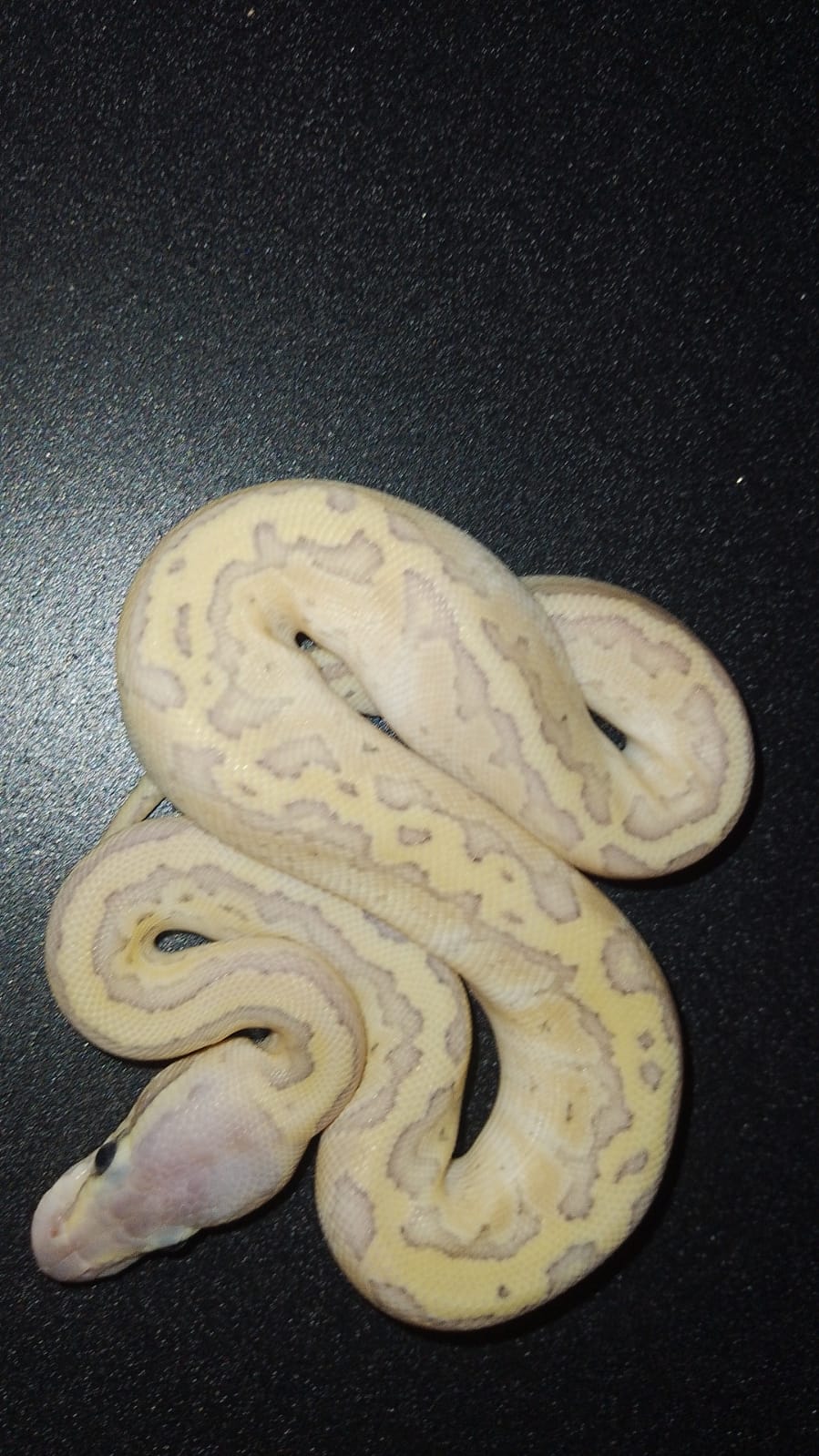HEMBRA Lesser pastel pinstripe hypo