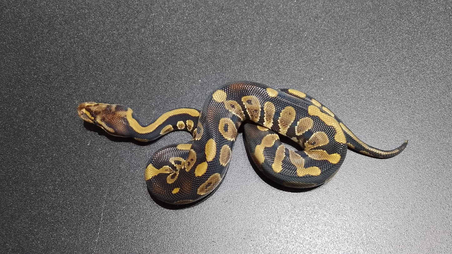 HEMBRA Chocolate het DG