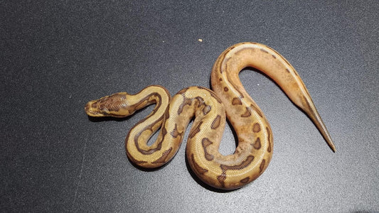 HEMBRA Calico Chocolate enchi OD Pinstripe het DG