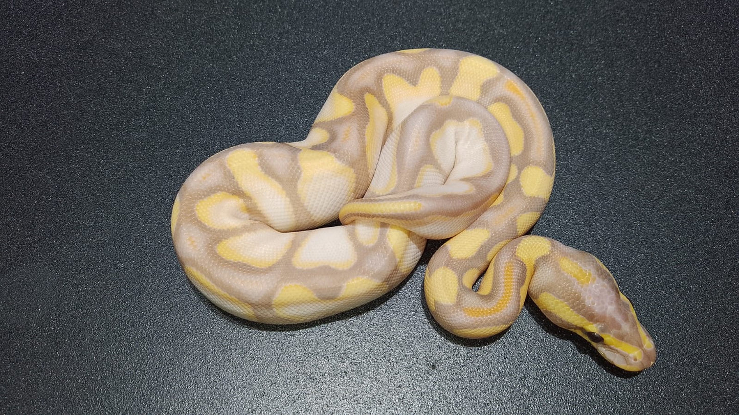 HEMBRA Banana Enchi OD sugar