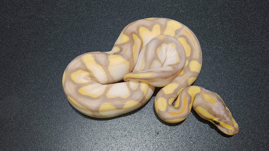 HEMBRA Banana Enchi OD sugar