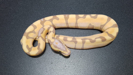 HEMBRA Banana Enchi