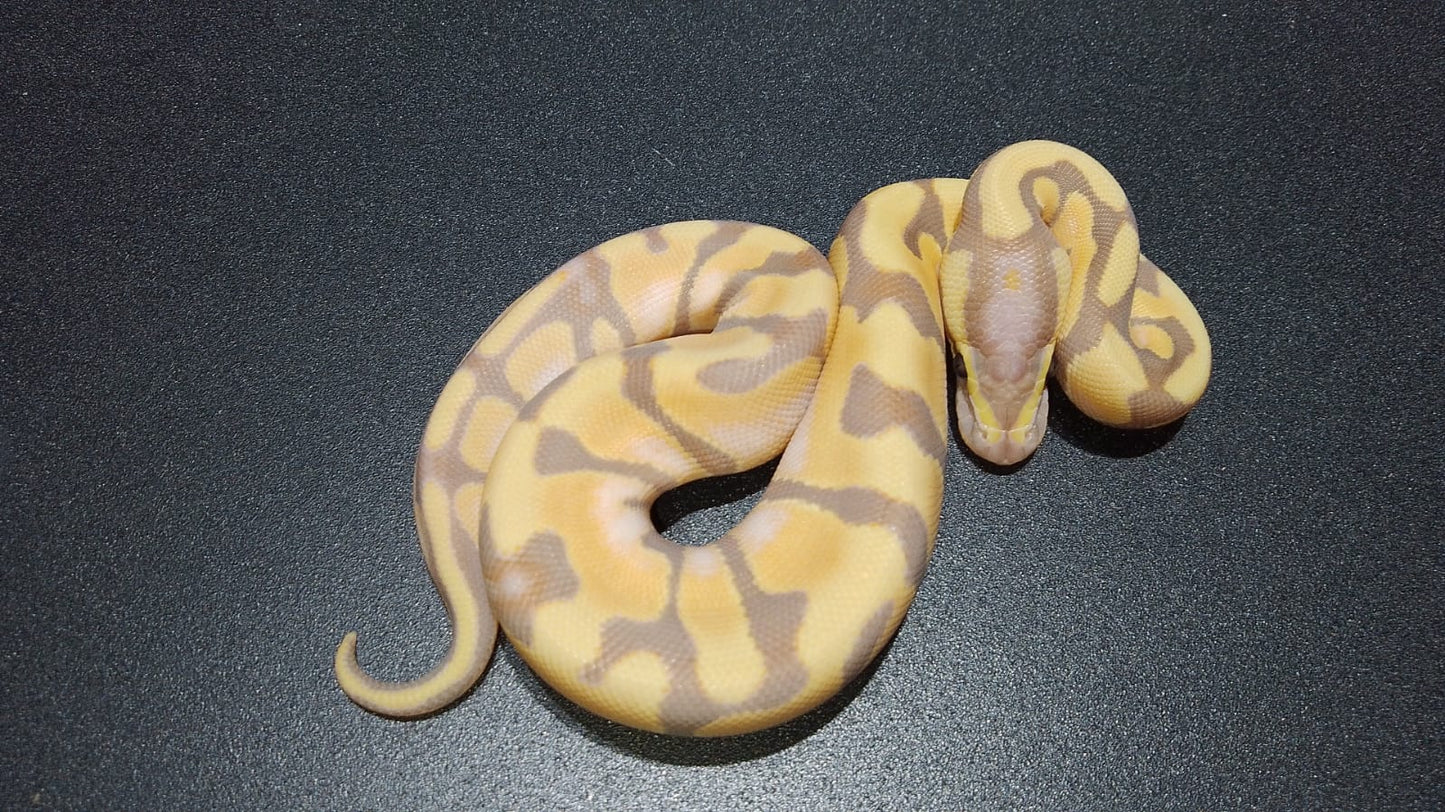Hembra Banana Enchi OD