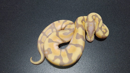 Hembra Banana Enchi OD