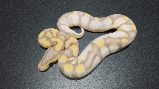HEMBRA Banana Enchi sugar