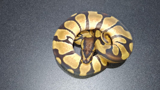 MACHO Enchi OD
