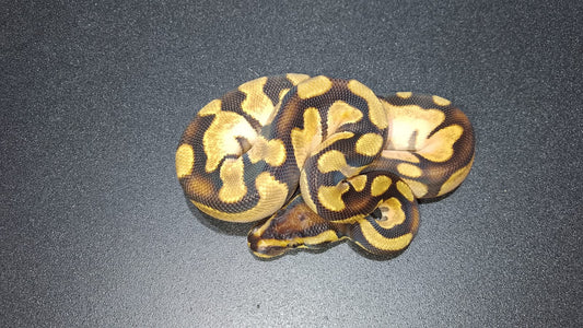 MACHO Enchi OD sugar