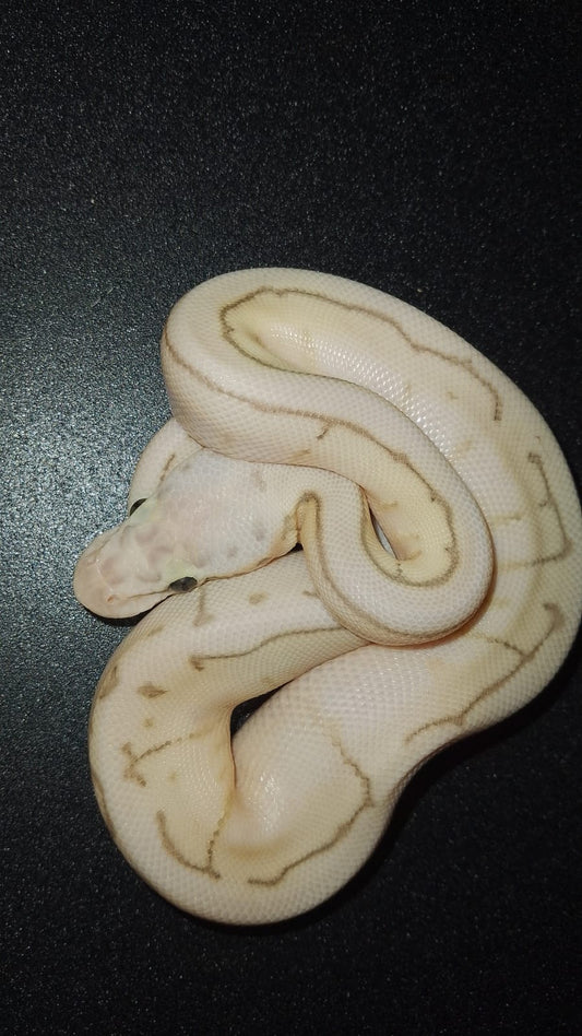 MACHO Queen spin (lesser pastel pinstripe spider) hypo