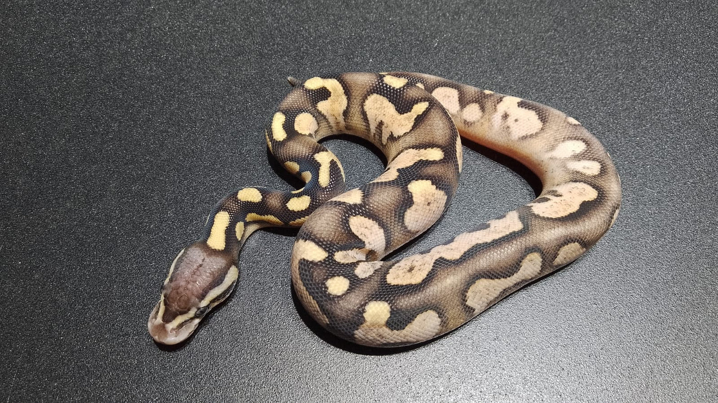 MACHO Calico Chocolate pastel het DG