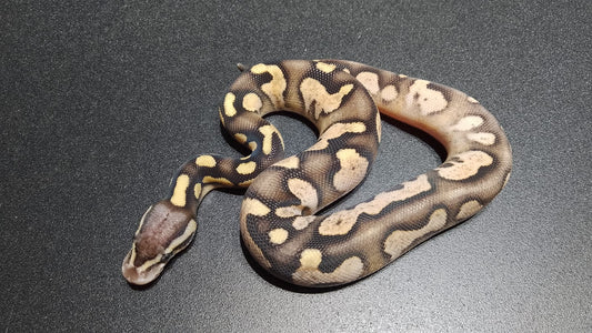 MACHO Calico Chocolate pastel het DG
