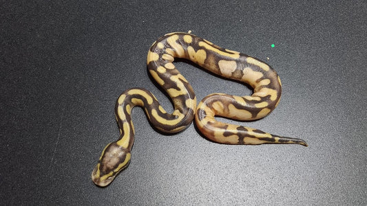 HEMBRA Calico enchi pastel poss OD het DG