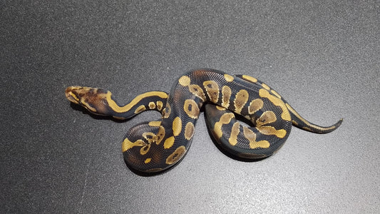 HEMBRA Chocolate het DG