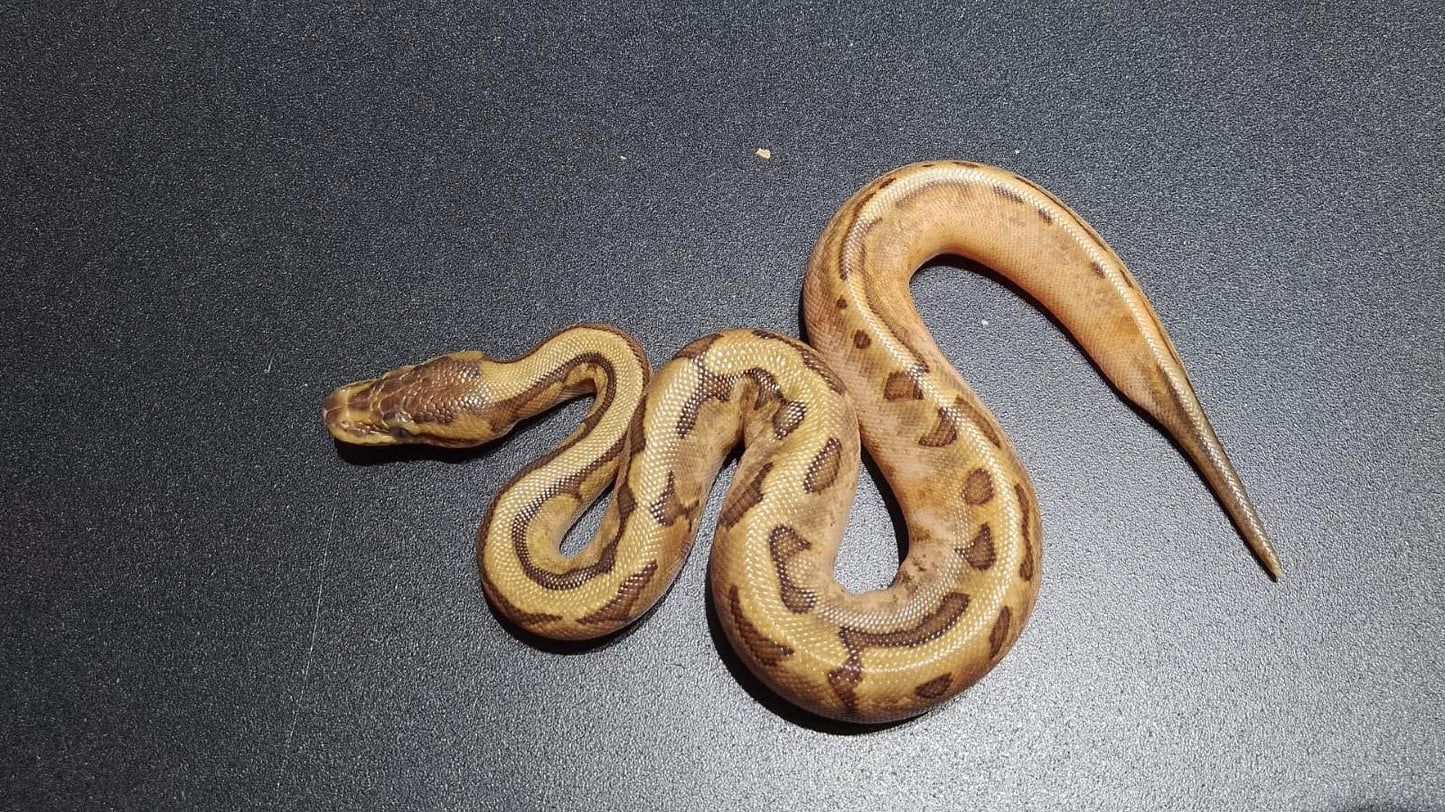 HEMBRA Calico Chocolate enchi OD Pinstripe het DG