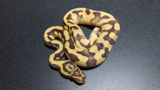 MACHO Enchi OD Pastel vainilla Het DG